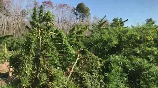 Walking through a cannabis field in northern Thailand near the Laos Border.