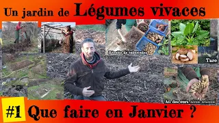 Légumes vivaces mois par mois. Épisode 1 - Janvier