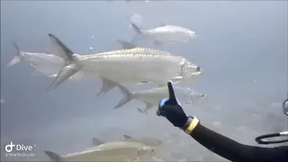 ARCHIPIÉLAGO LOS TESTIGOS ES LA MÁXIMA AVENTURA DE BUCEO EN EL CARIBE VENEZOLANO