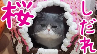 紙ひもで猫つぐら(ちぐら)～しだれ桜～