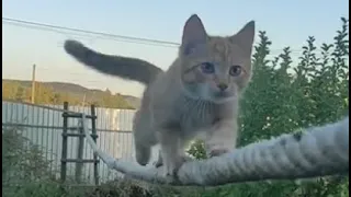 Котёнок канатоходец Рыжик 😻 умный кот