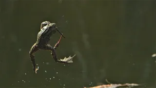 Frosch gegen Libellen in Zeitlupe (12) / Frog vs Dragonflies in slow motion (12)