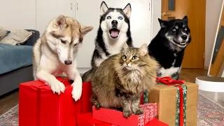 Dogs Open Gift Boxes in Different Ways! Husky took a toy away from a cat.