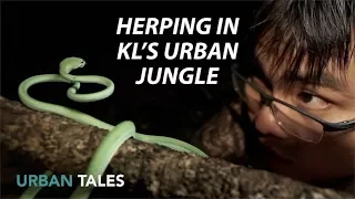 Urban Tales: Herping in KL’s urban jungle