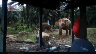 Hebat Orang Tawau, Sabah. ..  Gajah Hutan Pun Gerun Sama Kamu || Sound Of Sabah's Elephants