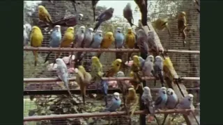 The World of Budgerigars 1976 - Stars Sid James