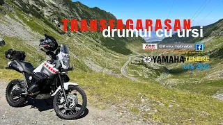 TRANSFAGARASAN drumul cu ursi  iulie2022