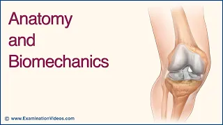 Knee Anatomy and Biomechanics