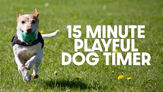 15 Minute Timer - Fifteen Minute Playful Dog Timer