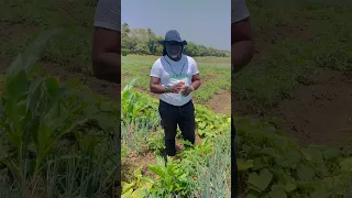 Agriculture for a Prosperous Sierra Leone