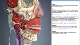 Lingual artery | Arteries of head and neck | 3D Human Anatomy | Organs