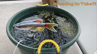 Breeding White-Cloud Mountain Minnows In Tubs (Cycling and Adding Filter) | Part 1