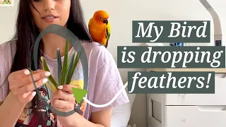 Why Your Bird is Dropping Feathers