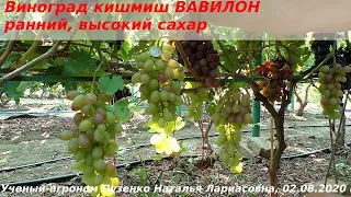 Кишмиш Вавилон, хороший сахарок и крупные ягодки (Пузенко Наталья Лариасовна)