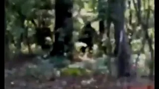 the Bigfoot In Georgia video