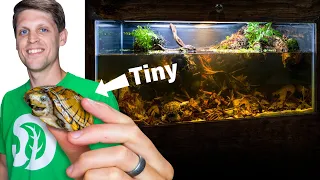 I Made a Botanical Refuge Habitat for my Tiny Turtle