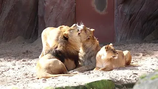 Zoo Antwerpen (lions/leeuwen) - March 15, 2023