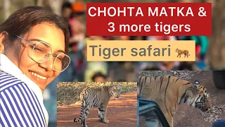 TADOBA NATIONAL PARK |CHOHTA MATKA & 3 more tigers sighting |tiger tracing | tigers in india