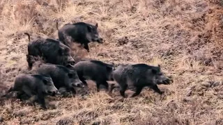 CROWD WILD BOAR HUNT 5 - KALABALIK DOMUZ SÜRÜSÜ - CHASSE AU SANGLIER