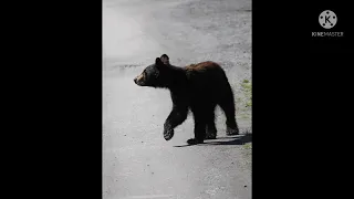 Sound Ideas Moaning Black Bear Cub