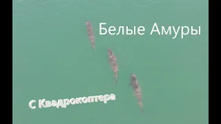 Белые Амуры с квадрокоптера!