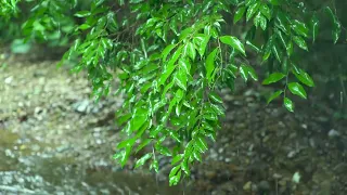 Sleep Soundly within 3 Minutes with Real Heavy Rainfall on Tin Roof & Huge Thunder Sounds at Night