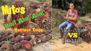 Bibit kelapa sawit unggul vs abal-abal