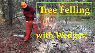 Tree Felling with Wedges! Comprehensive How To!