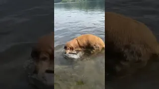 My Golden Retriever getting the Stick from the River