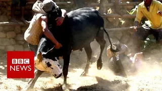 Bull wrestling for love in Madagascar - BBC News