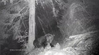 BALOO SOMNOROS FILMAT ÎN PARCUL NAȚIONAL PIATRA CRAIULUI