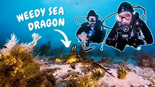 SEARCHING FOR DRAGONS UNDERWATER || Scuba Diving Melbourne