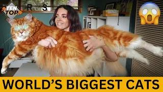 🌍World's Biggest Cats! 🌍🐾