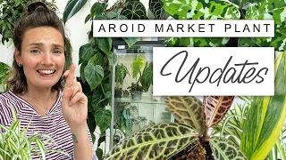 Imported Rare Plants 10 DAYS LATER 🪴 Aroid Market Indonesian Plants UPDATE