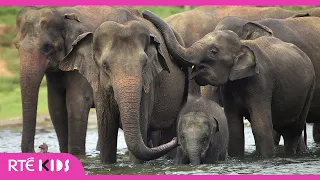 Asian Elephants - a lesson on animal communication | The Zoo  | @RTÉ Kids