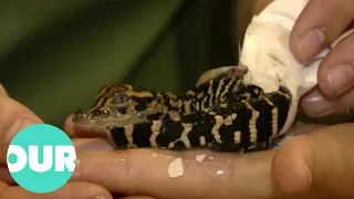 Baby Alligators Make Their Way Into The World | Amazing Animal Births Ep3 | Our World