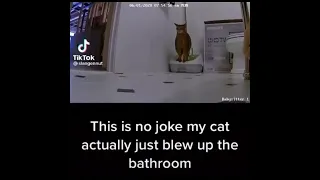 Cat actually Blew up da bathroom DAMN!!!!