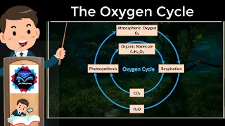 🔴The Oxygen Cycle, Explain With Animation 😉