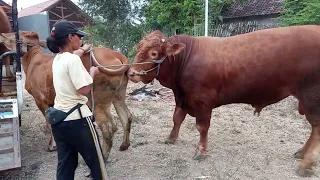 indian woman reaction meeting bull in village first time ox toros y vaca murrah