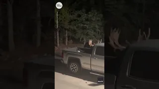 Moose lands in back of pickup truck while fighting in Colorado | USA TODAY #Shorts