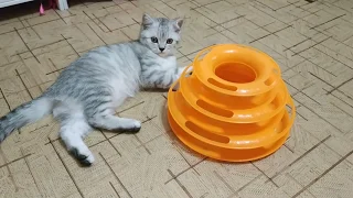 ШОТЛАНДСКИЙ ПРЯМОУХИЙ КОТЕНОК ИГРАЕТ 😻 КОТЫ  ПРИКОЛЫ ИГРЫ С КОТЯТАМИ  Скоттиш страйт