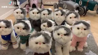 Cat - Funny Cat - Cute Cat Videos Compilation 2019 #8 😻 Adorable Cats