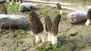 Artificial cultivation method of morel mushroom