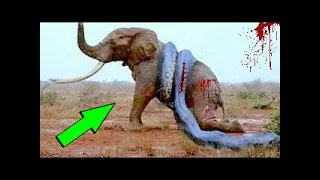 Craziest Animal Fights ►► Most Amazing Wild Animal Attacks - Elephant Snake Lion Tiger Leopard Bear