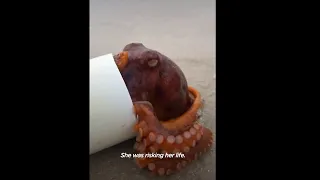 Woman Spends Months Helping An Octopus Protect Her Eggs| Saveanimals #shorts