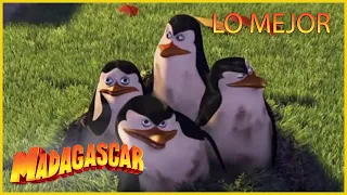 DreamWorks Madagascar en Español | Lo Mejor de los Pingüinos Parte 2 | Dibujos Animados para Niños