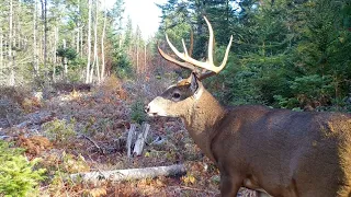 Huge Buck in Rut closeup | Deer Grunt | Bobcat | Coyote | Trail Cam | Maine Wildlife Trail Video