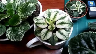 African Violets............examples of variegation..