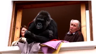 Loire : ils ont adopté un gorille