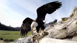 GoPro Awards: Eagle Steals GoPro